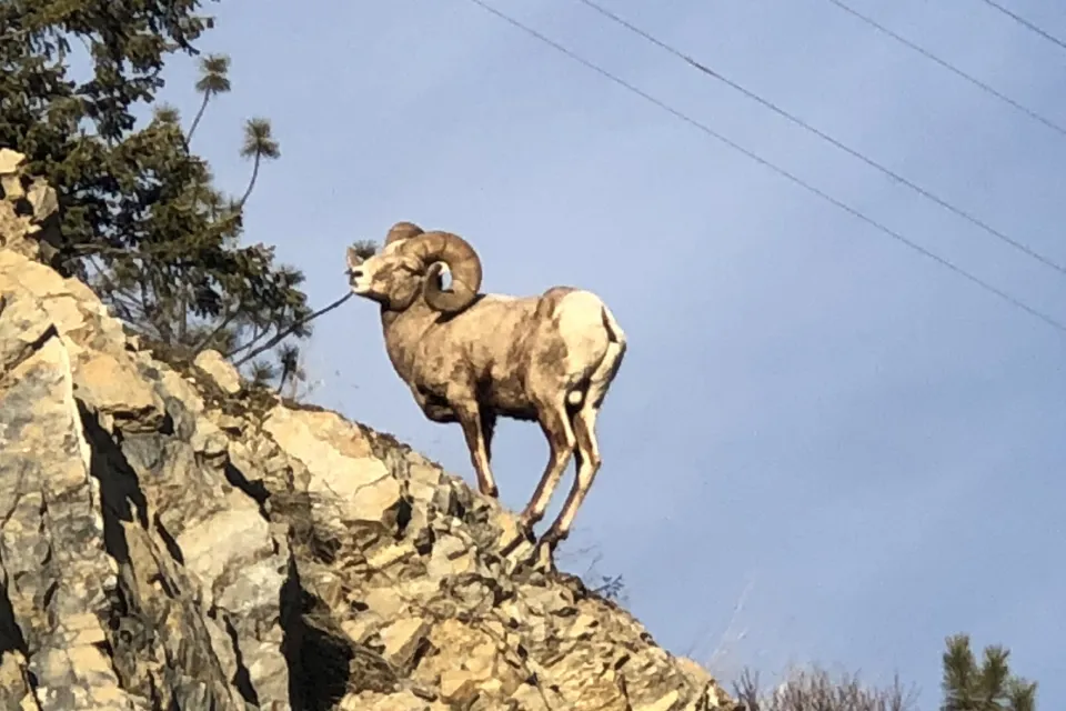 Montana hunt trophy 7